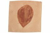 Red Fossil Hickory Leaf (Carya) - Montana #188960-1